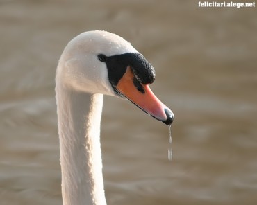 Swan on water