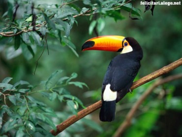 Toco Toucan