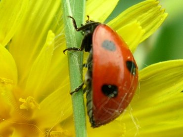 Buburuza