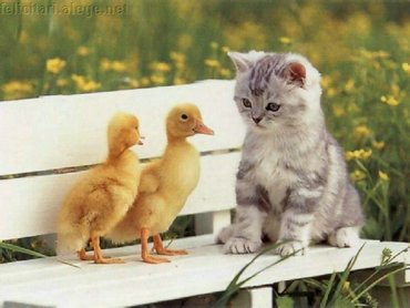Chicks And Kitten