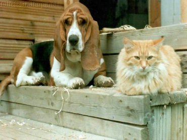 Dog And Cat On Steps