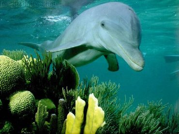 Dolphin On Coral Reef