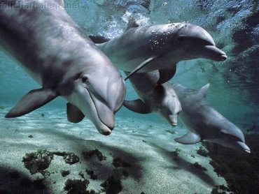 Dolphins Playing