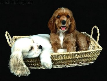 Animals