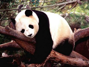 Panda On Tree