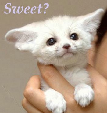 Pisici Sweet