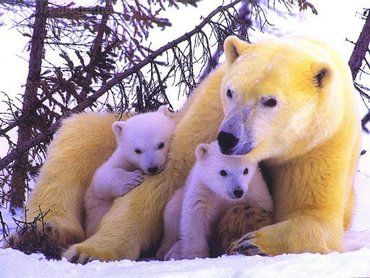 Animals