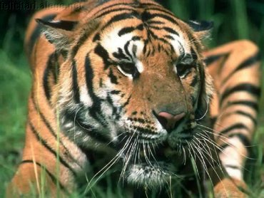 Resting Tiger