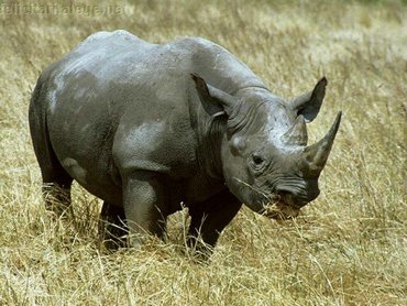 Rhino