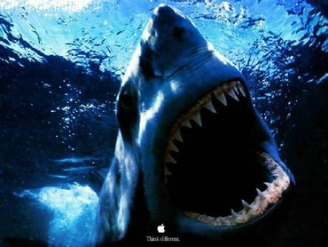 Shark Attack