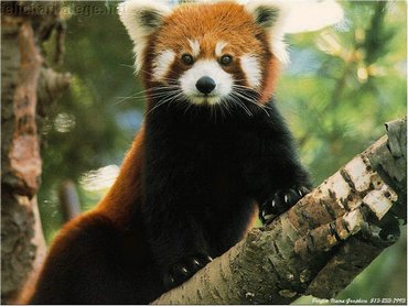 Small Bear