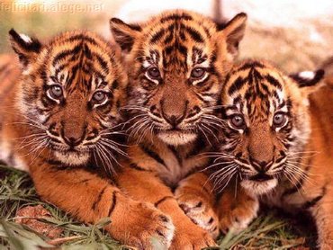 Three Tigers