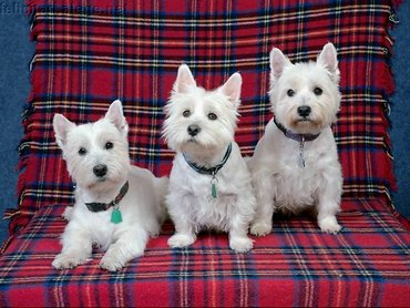 Three White Dogs