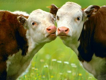 Two Cows