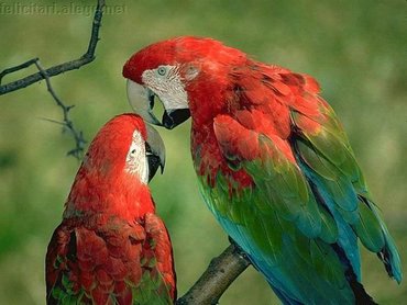 Two Parrots
