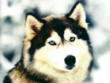Wolf In Snow