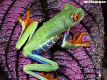A Tree Frog