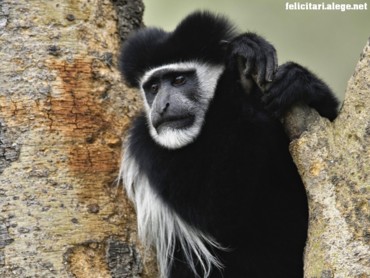 Abyssinian Monkey