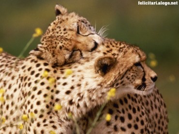 Affectionate cheetahs