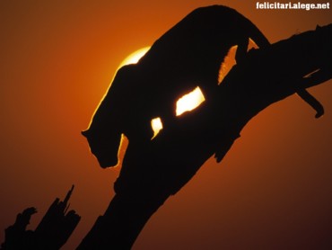 African Sunset