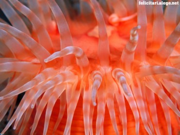 Anemone tentacles