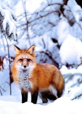Vulpe