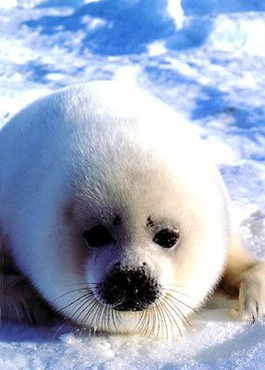 Foca