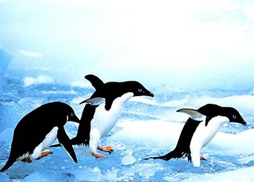 Trei Pinguini