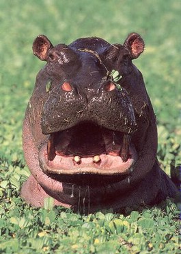 Animals