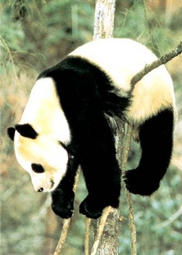 Urs Panda
