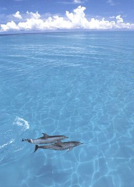Delfini In Ocean