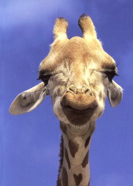 Animals