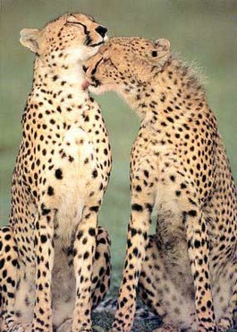 Leoparzi