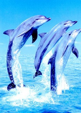 Delfini Jucausi