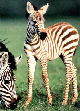 Animals