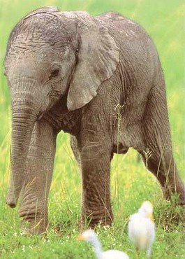 Pui De Elefant