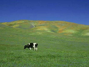 Vaca La Pascut