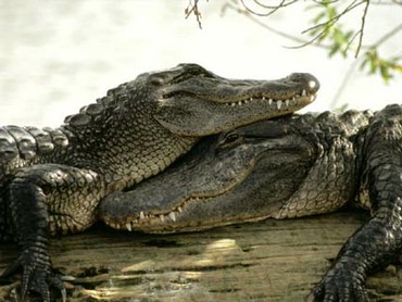 Doi Crocodili