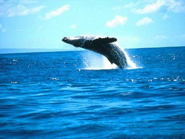 Balena In Ocean