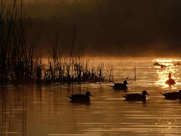 Rate Pe Lac