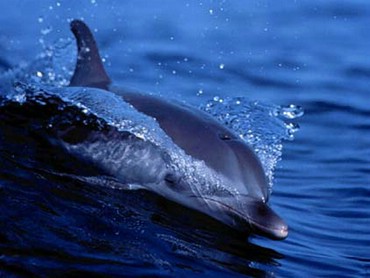 Delfin Albastru