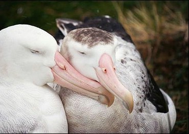 Animale