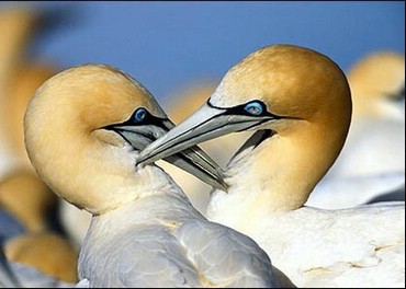 Animale