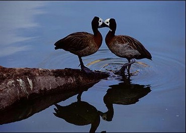 Animale
