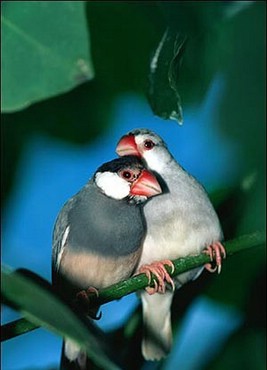 Animals