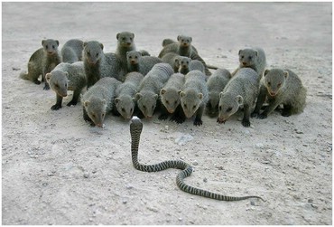 Animale