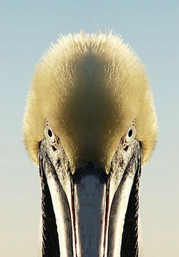Animale