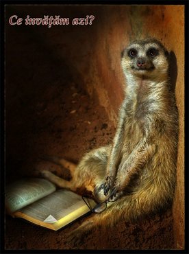 Animale Oppossum