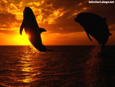 Aquatic symphony