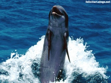 Backward swimming